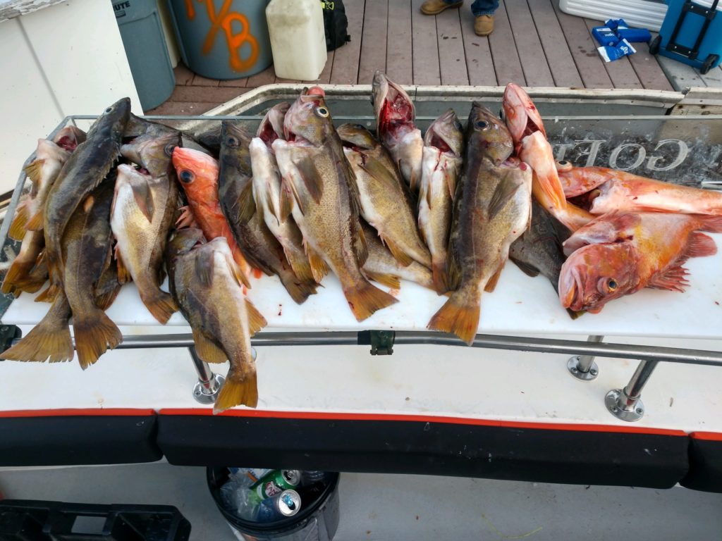 Fishing Report - Go Fish Santa Cruz Charters