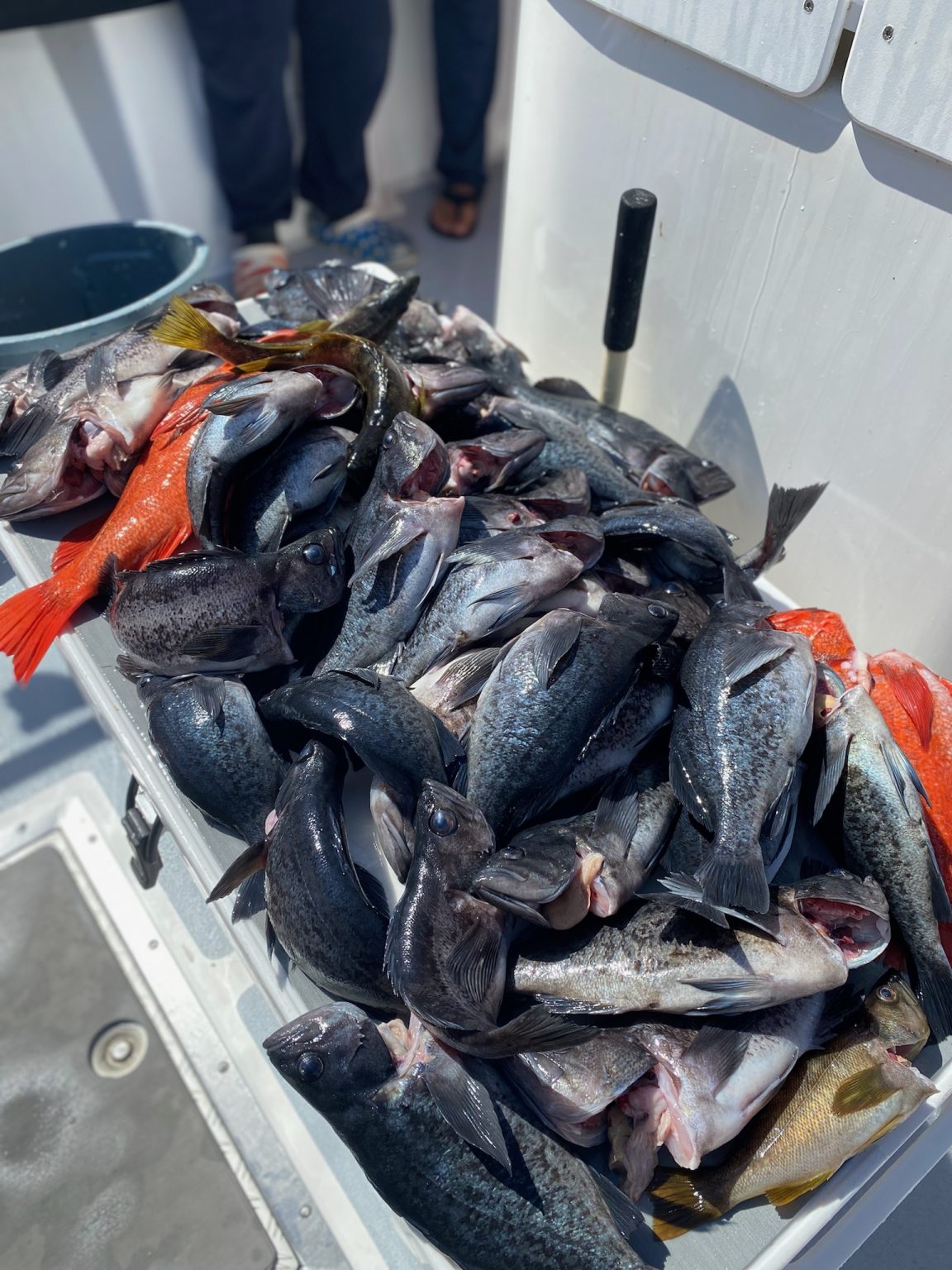 Fishing Report - Go Fish Santa Cruz Charters